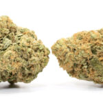 Green Goblin strong weed strains